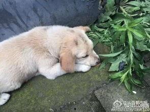 狗狗最新爆料视频播放大全,萌宠瞬间，笑料横生！  第2张